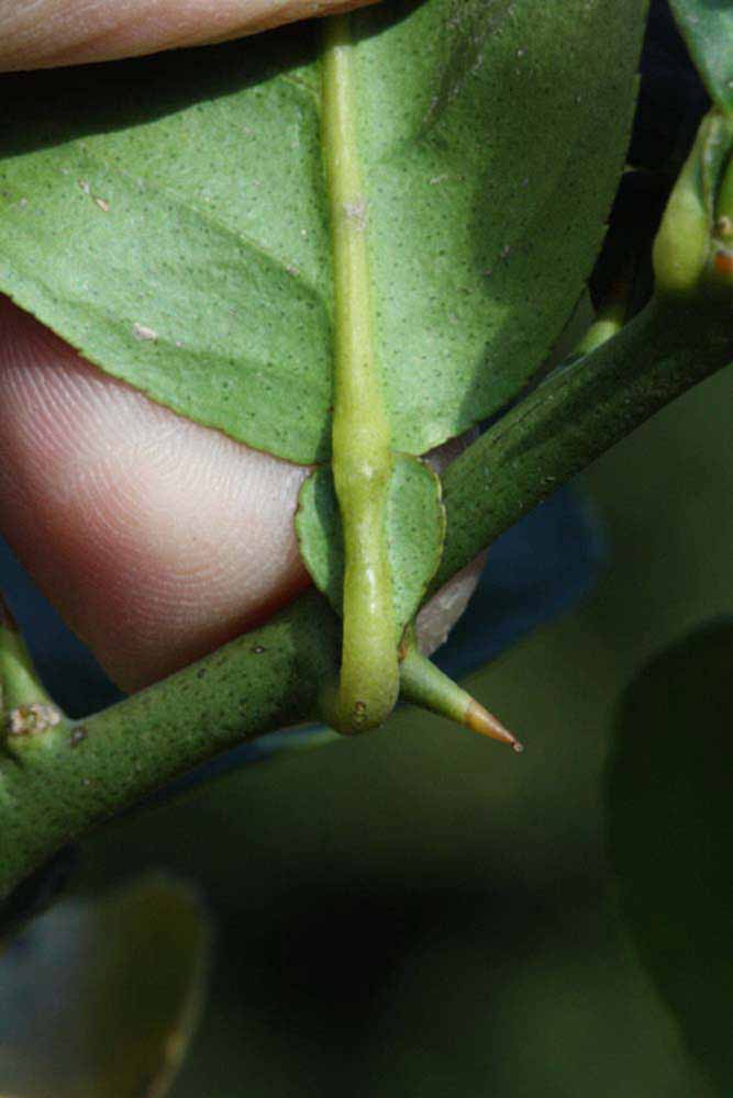            Petiole (Abhayapuri, Riverside, CA)   